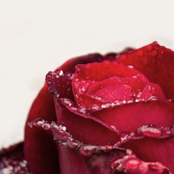 �gua de Rosas - Hidrolato R�gia  -  500ml