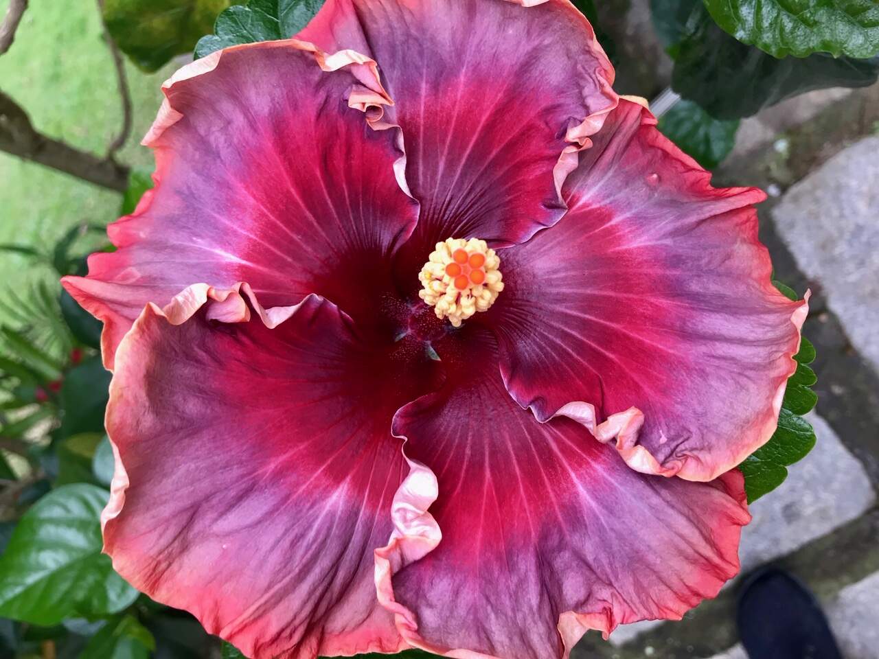 Language Of Love Hibiscos