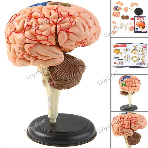 4D master cérebro humano Anatomy Modelo Toy Modelo 3D modelo Peças