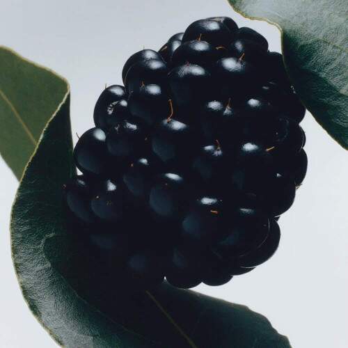Perfume Jo Malone BlackBerry & Bay Cologne 30ml Jo Malone - DANI