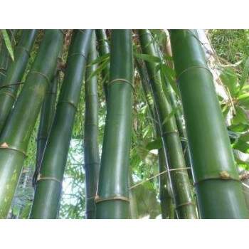 Muda de bambu Bambusa vulgaris - 01 unidade