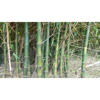 Muda de bambu Bambusa vulgaris - 01 unidade