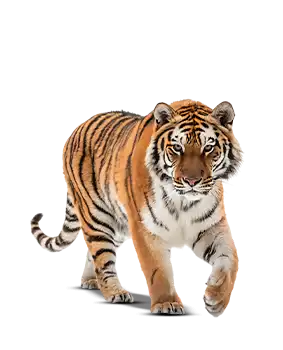 Papel De Parede Tigres