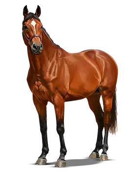 Papel De Parede Cavalos