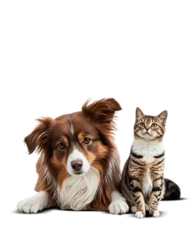 Papel De Parede Ces E Gatos