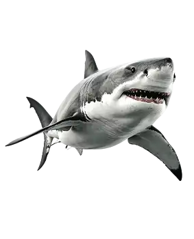 Papel De Parede Marinhos