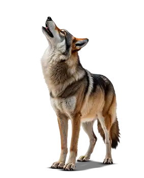 Papel De Parede Lobos