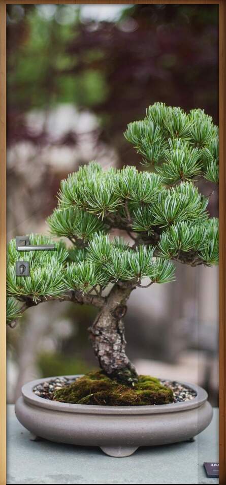 Adesivo Para Porta Bonsai 2