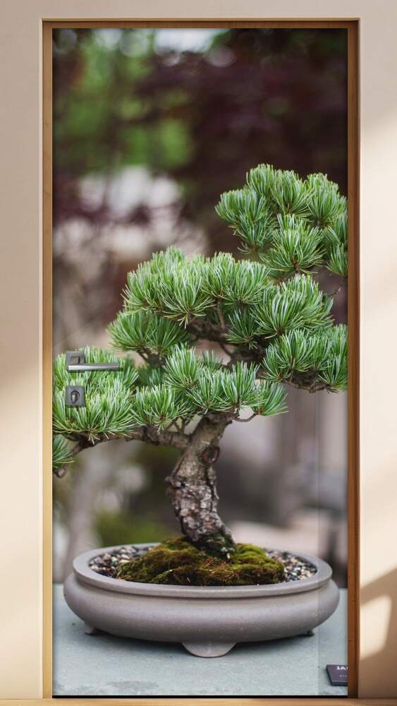 Adesivo Para Porta Bonsai 2