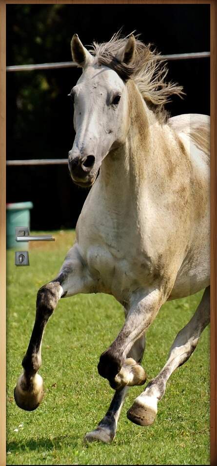 Adesivo Para Porta Cavalo Correndo