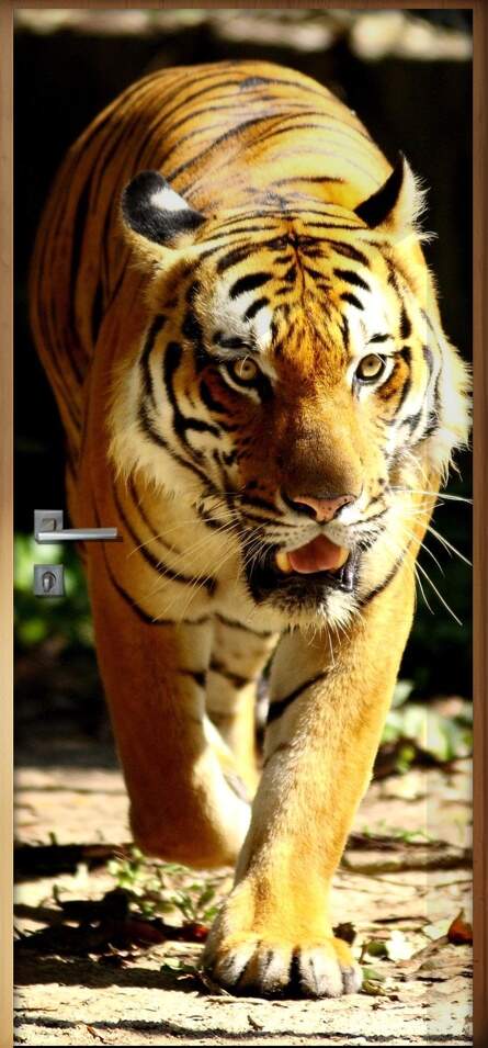 Adesivo para Porta Tigre Andando