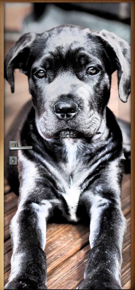 Adesivo Para Porta Animais Cachorro 01