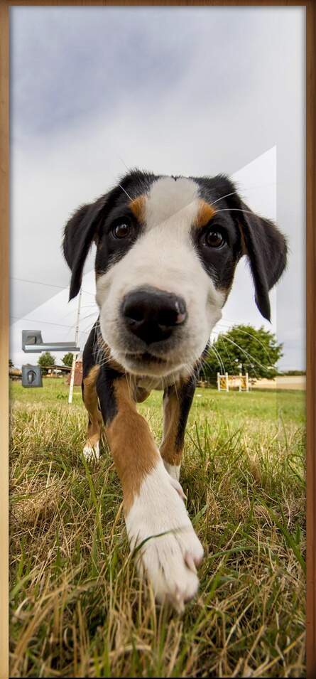 Adesivo Para Porta Animais Cachorro 07