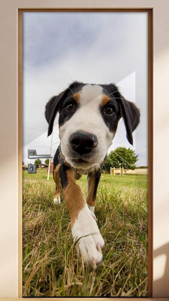 Adesivo Para Porta Animais Cachorro 07