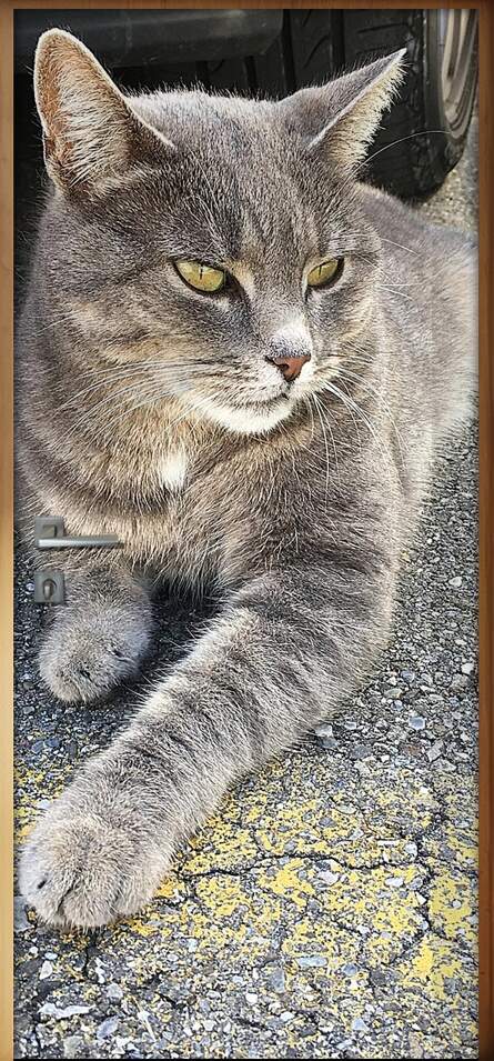 Adesivo Para Porta Animais Gato Deitado