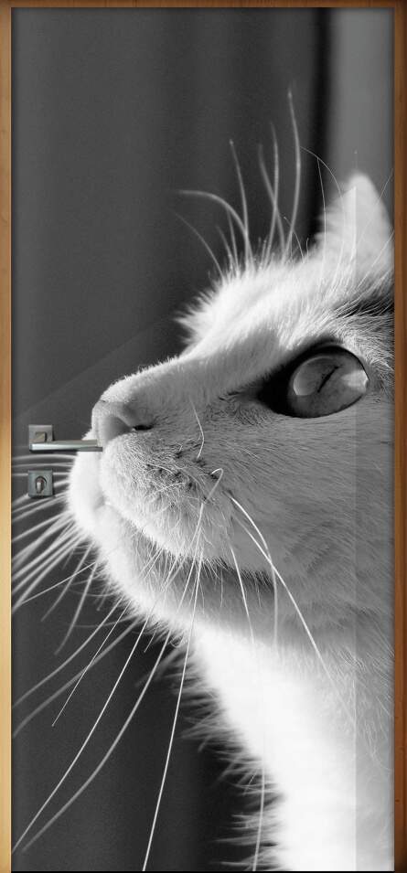 Adesivo Para Porta Animais Gato Fazendo Pose