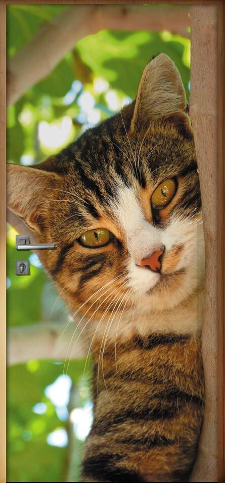 Adesivo Para Porta Animais Gato Na rvore