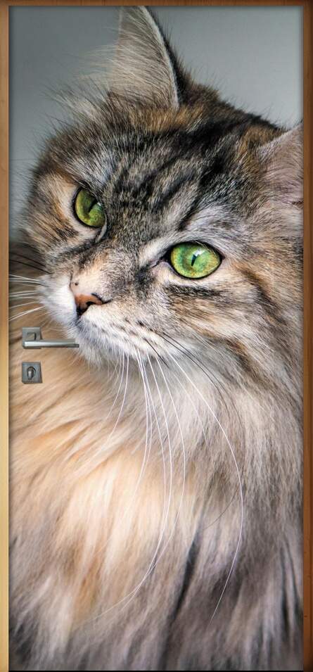 Adesivo Para Porta Animais Gato 02