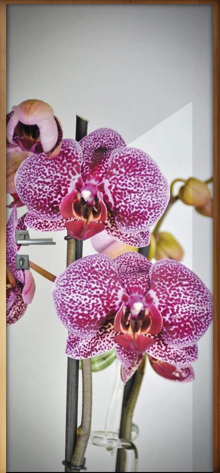 Adesivo para Porta Florais Flor de Orqudea