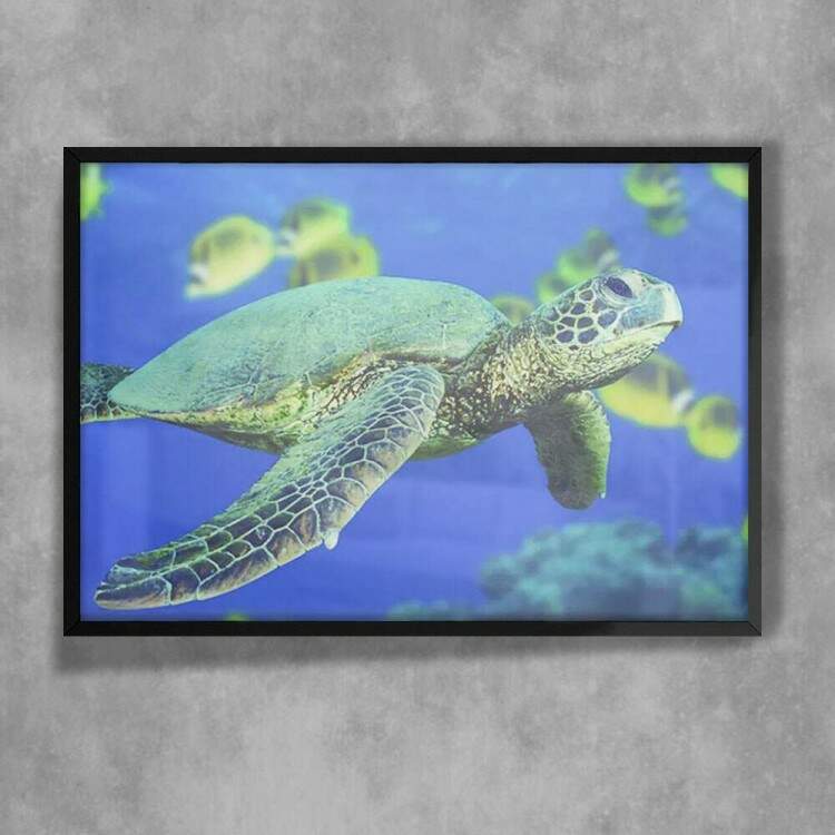 Quadro Decorativo Animais 42 - Tartaruga