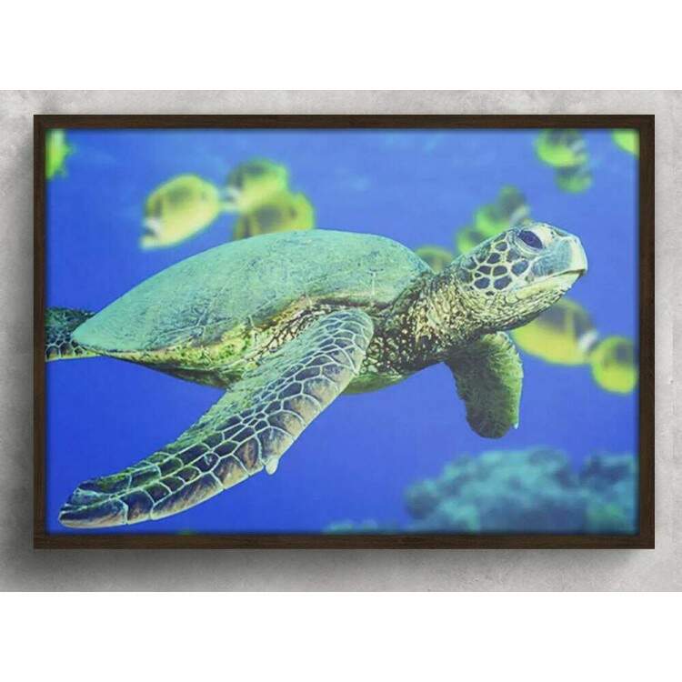 Quadro Decorativo Animais 42 - Tartaruga