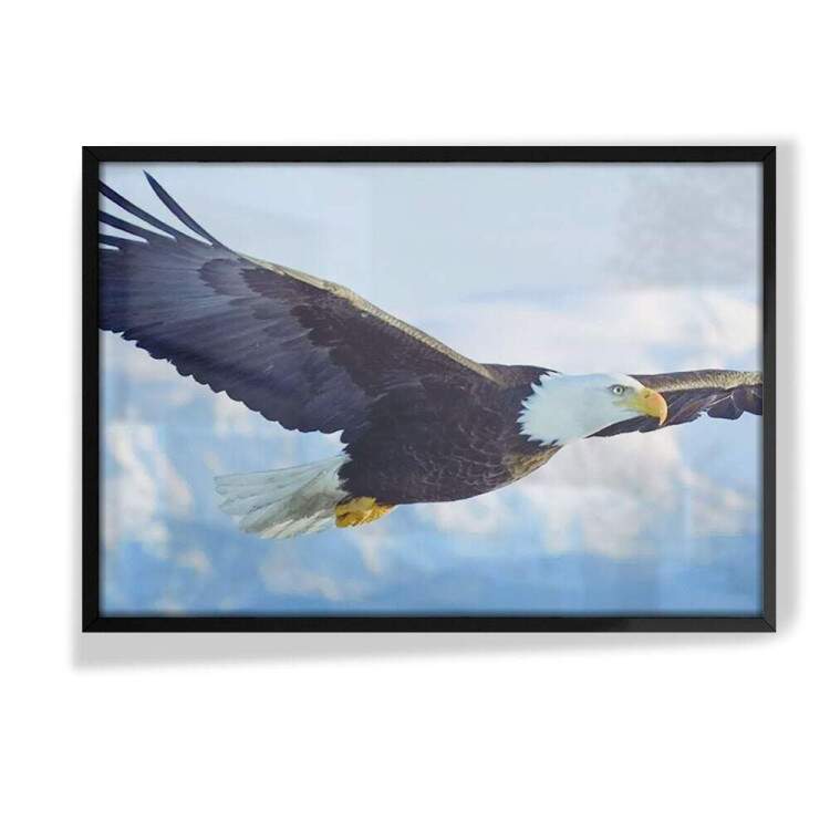 Quadro Decorativo Animais 74 - guia Voando