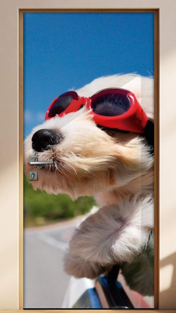 Adesivo Para Porta Animais Cachorro De �Culos Mod. 21
