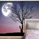 Papel de Parede Noite Estrelada com �rvore MP