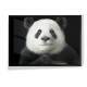 Quadro Decorativo Panda