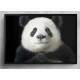 Quadro Decorativo Panda