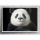 Quadro Decorativo Panda