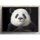 Quadro Decorativo Panda