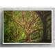 Quadro Decorativo Pintura de �rvore Grande