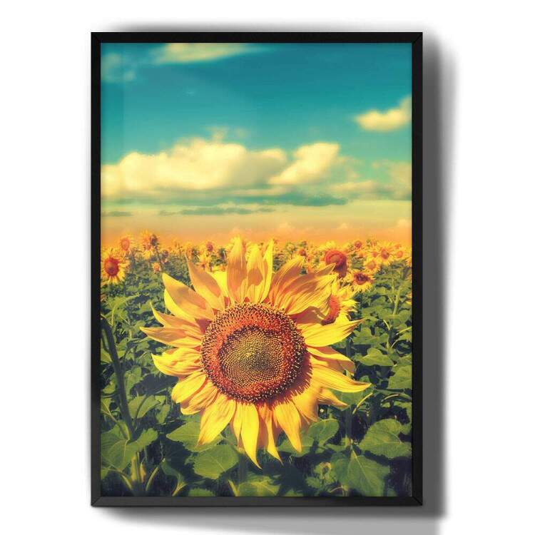 Quadro Decorativo Plantao de Girassol