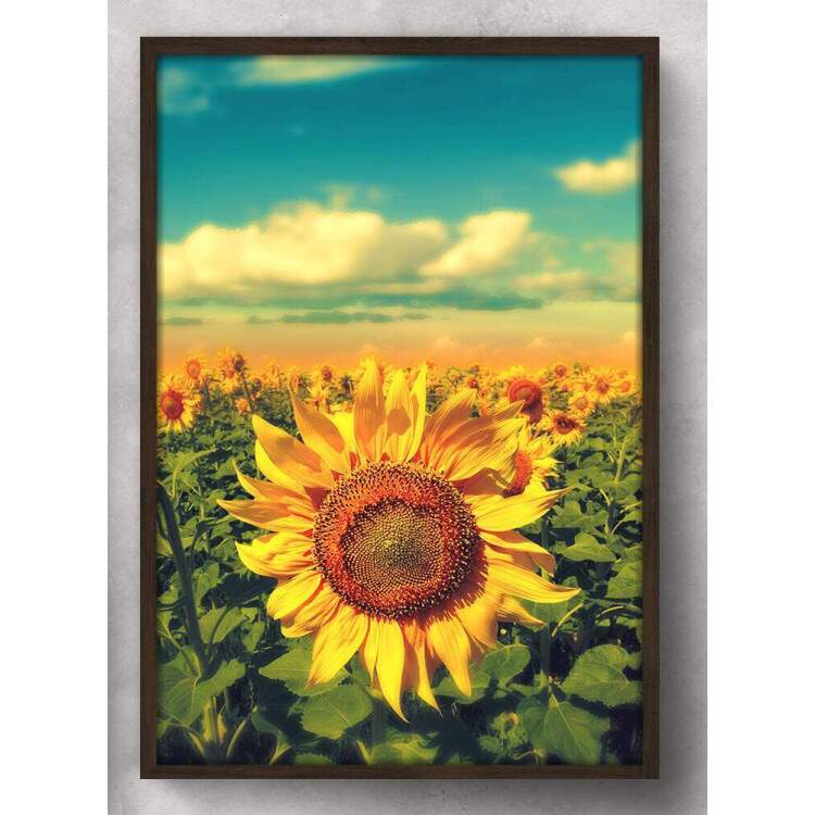 Quadro Decorativo Plantao de Girassol