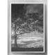 Quadro Decorativo �rvore Preto e Branco