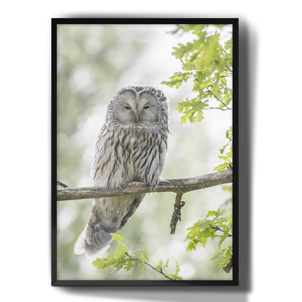 Quadro Decorativo Coruja Branca