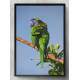 Quadro Decorativo Papagaio Verde e Colorido