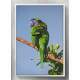 Quadro Decorativo Papagaio Verde e Colorido