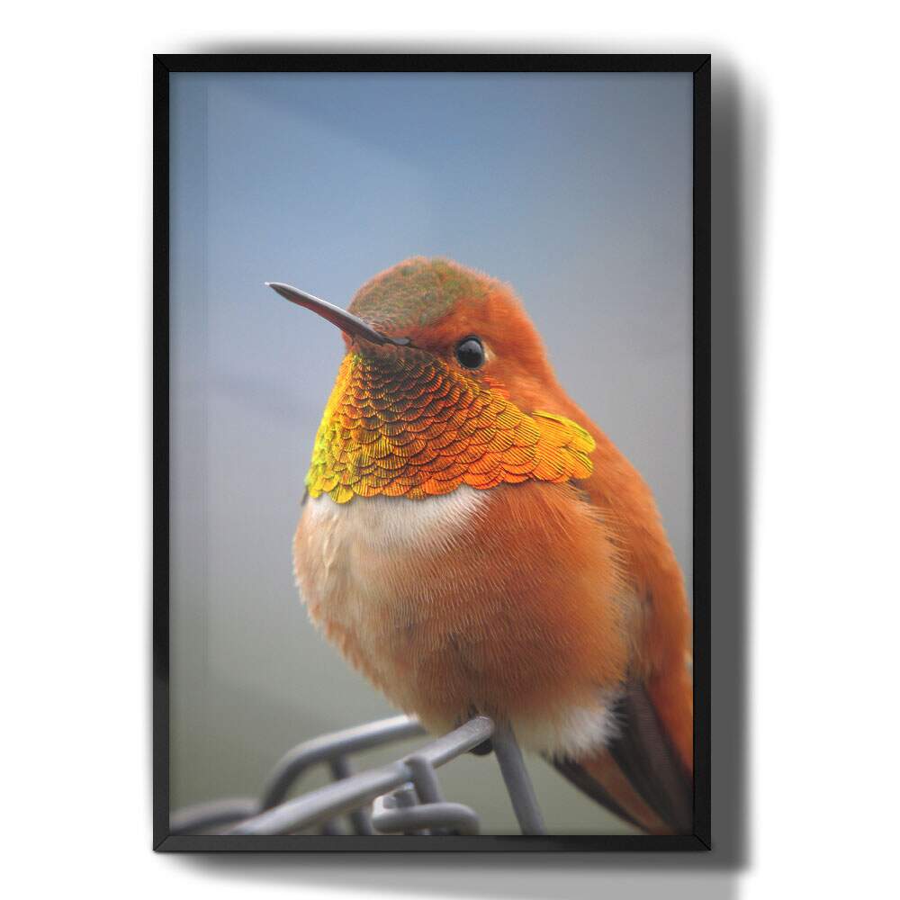 Quadro Decorativo Passarinho Laranja