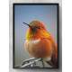 Quadro Decorativo Passarinho Laranja