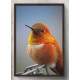 Quadro Decorativo Passarinho Laranja