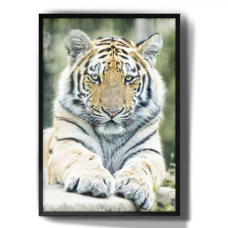 Quadro Decorativo Tigre Deitado Em Pedra