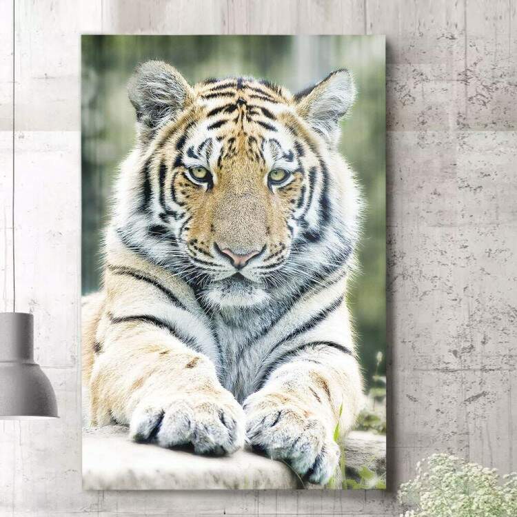 Quadro Decorativo Tigre Deitado Em Pedra