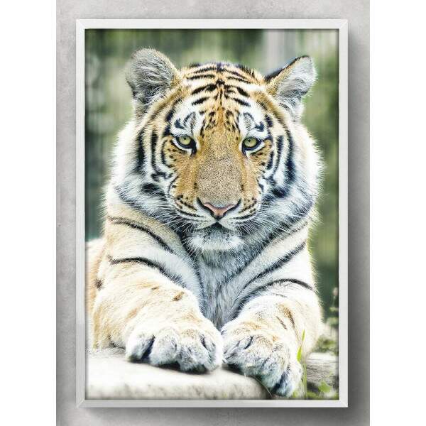 Quadro Decorativo Tigre Deitado Em Pedra