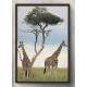 Quadro Decorativo Girafas �frica