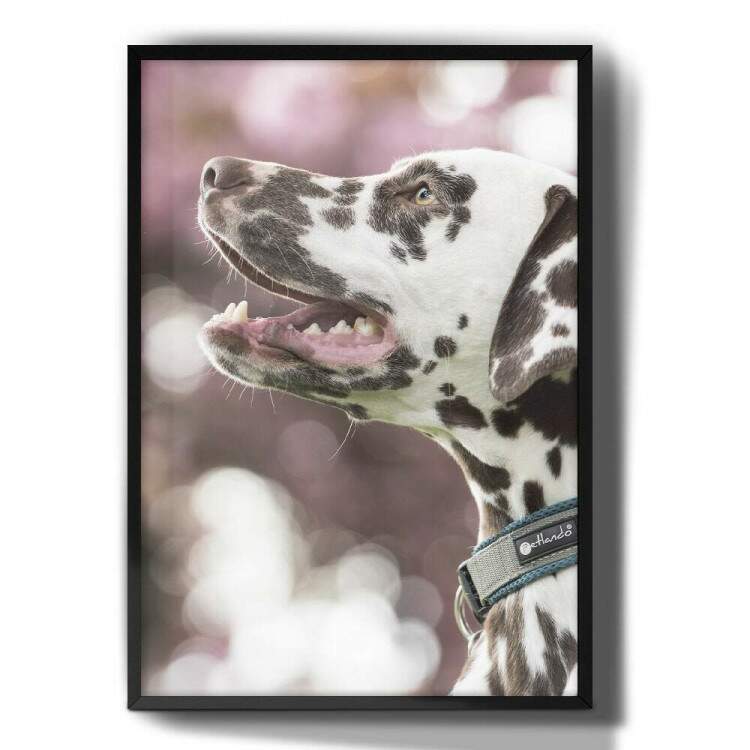 Quadro Decorativo Cachorro Dlmata