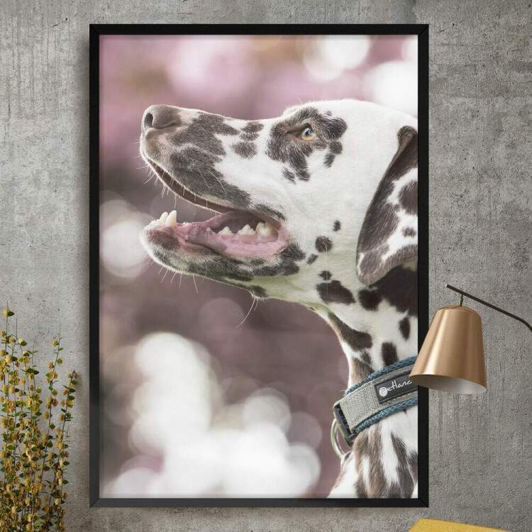 Quadro Decorativo Cachorro Dlmata