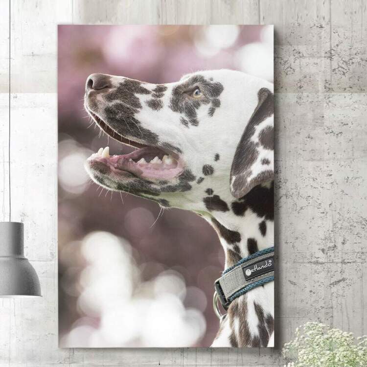 Quadro Decorativo Cachorro Dlmata