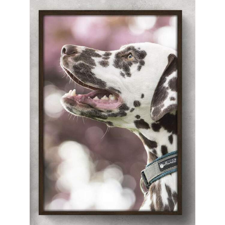 Quadro Decorativo Cachorro Dlmata